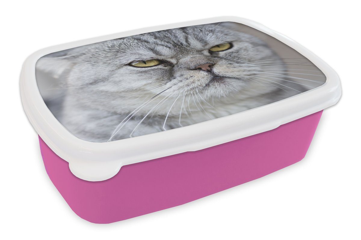 MuchoWow Lunchbox Tier - Katze - Grau, Kunststoff, (2-tlg), Brotbox für Erwachsene, Brotdose Kinder, Snackbox, Mädchen, Kunststoff rosa