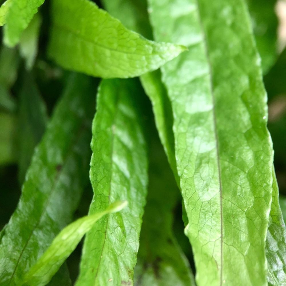 Aquaone Wasserpflanze Spar-Set 3 Aquarium Pflanzen unserer Wahl Nr.133 günstig online kaufen