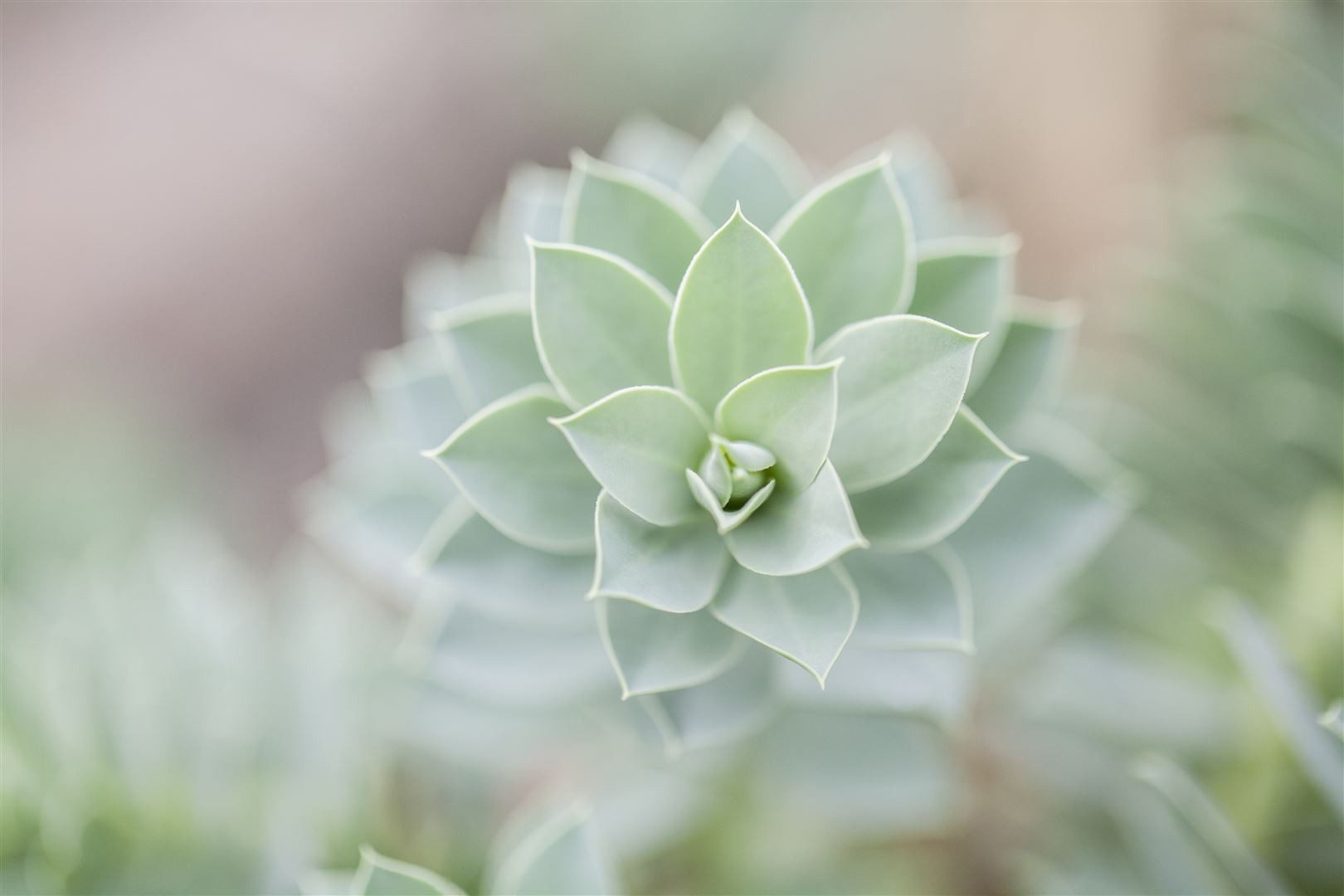 Pflanzen für Dich Staude Euphorbia myrsinites, 1 St., Walzen-Wolfsmilch, Myrtenblättrige Wolfsmilch