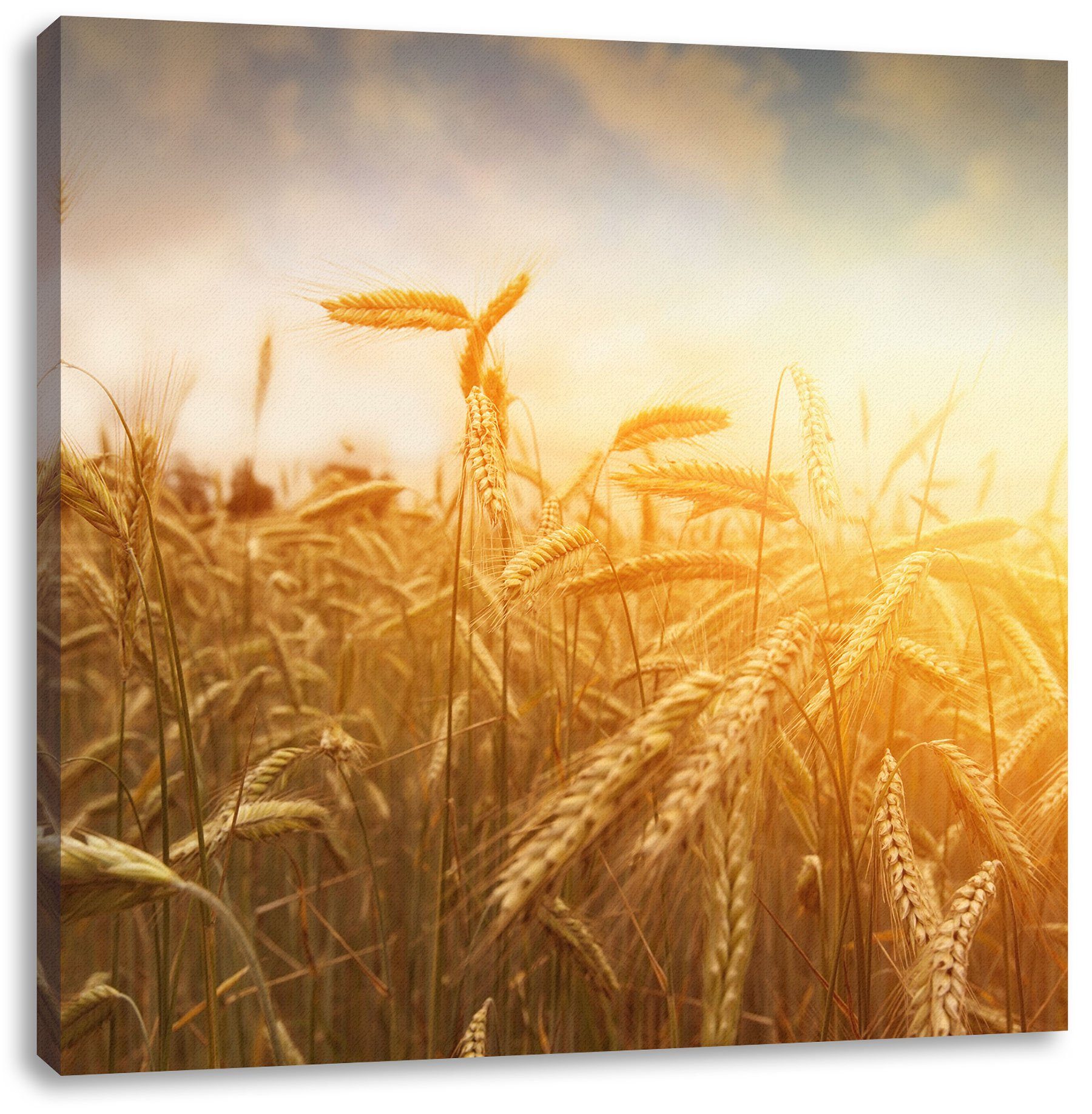 Leinwandbild Leinwandbild (1 fertig im Getreide im St), Pixxprint bespannt, Getreide inkl. Sonnenlicht Zackenaufhänger Sonnenlicht,