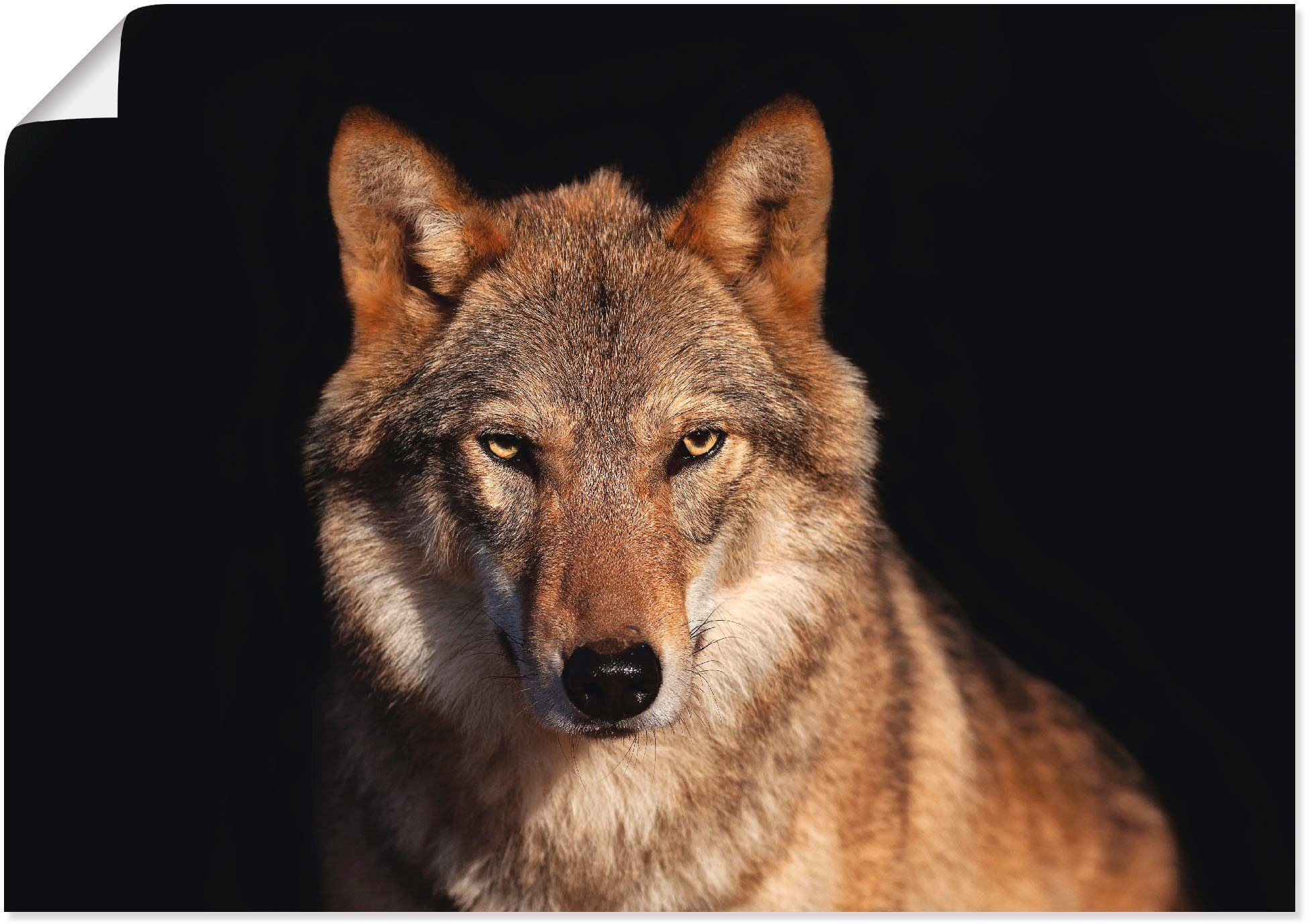 als Wandbild Leinwandbild, Poster Größen Wolf, in Wandaufkleber (1 oder Wildtiere versch. Alubild, Artland St),