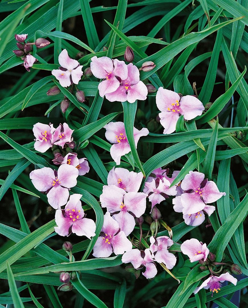 Pflanzen für Dich Staude Tradescantia x andersoniana 'Bilberry Ice', 1 St., Dreimasterblume