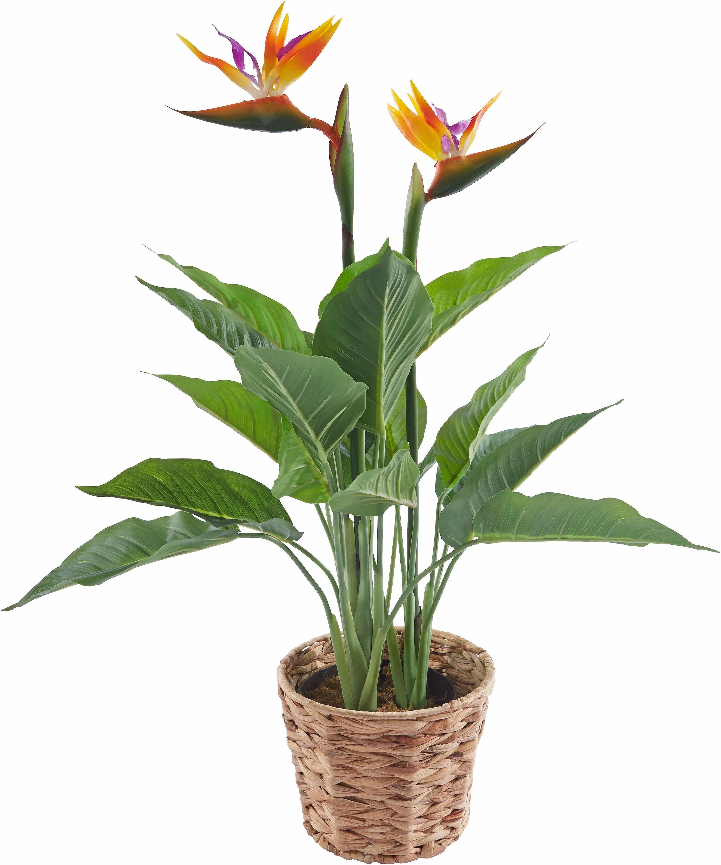 Kunstpflanze Strelitzienpflanze in Höhe 80 Wasserhyazinthentopf I.GE.A., Strelitzie, cm