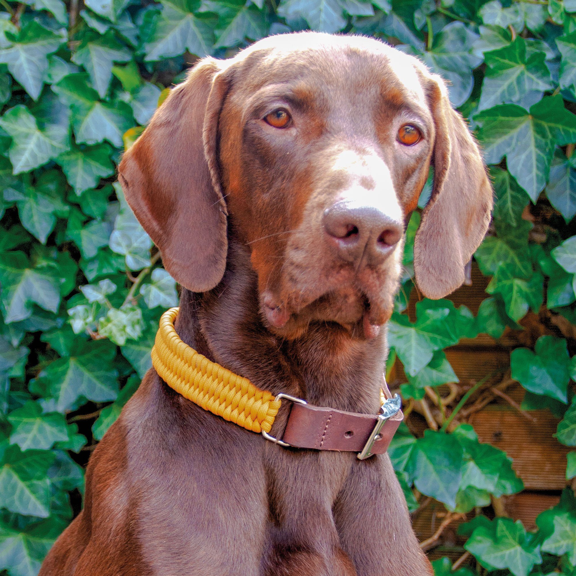 Schecker Hunde-Halsband »Schecker Parachute Halsband - Hundehalsband Safran«,  Fallsschirmspringer-Seil, handgeflochten online kaufen | OTTO