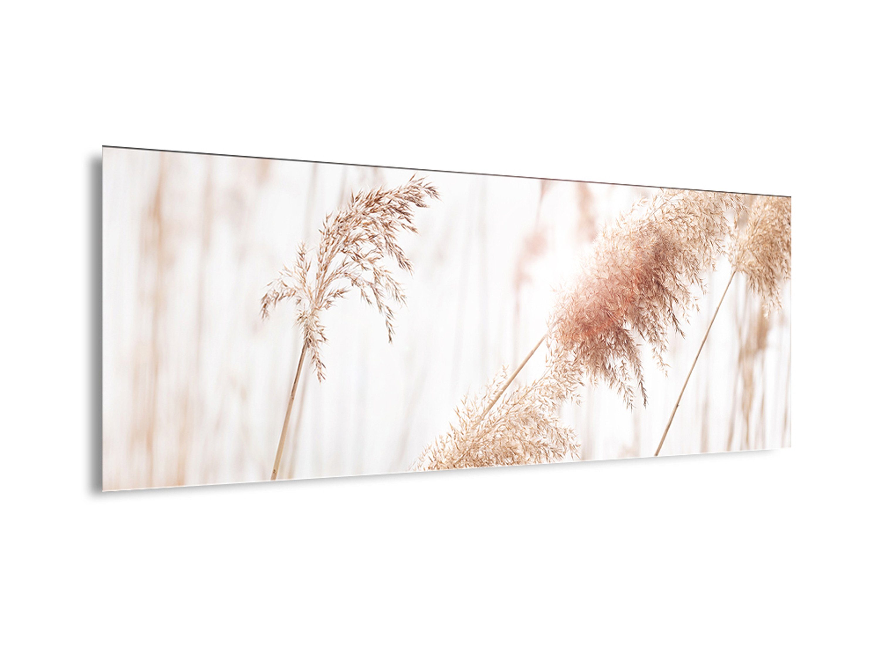 beige und Glasbild aus Glasbild 80x30cm Glas Pampas-Gras Pflanzen: Bild Wohnzimmer Gräser artissimo Gräser beige, Natur