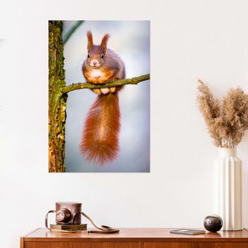Posterlounge Wandfolie Editors Choice, Eichhörnchen auf kleinem Ast, Fotografie