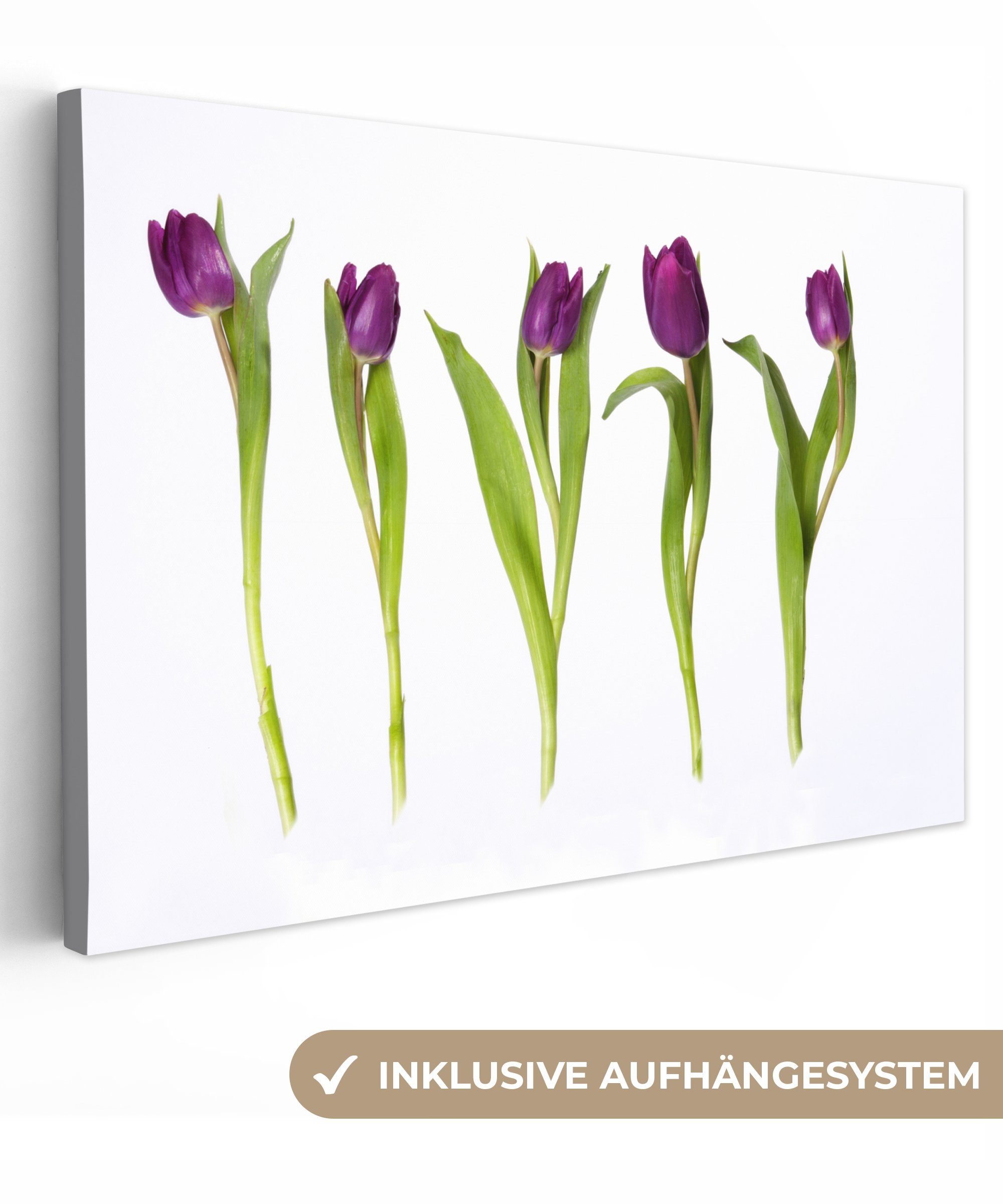 OneMillionCanvasses® Leinwandbild Fünf Tulpen in einer Reihe, (1 St), Wandbild Leinwandbilder, Aufhängefertig, Wanddeko, 30x20 cm | Leinwandbilder