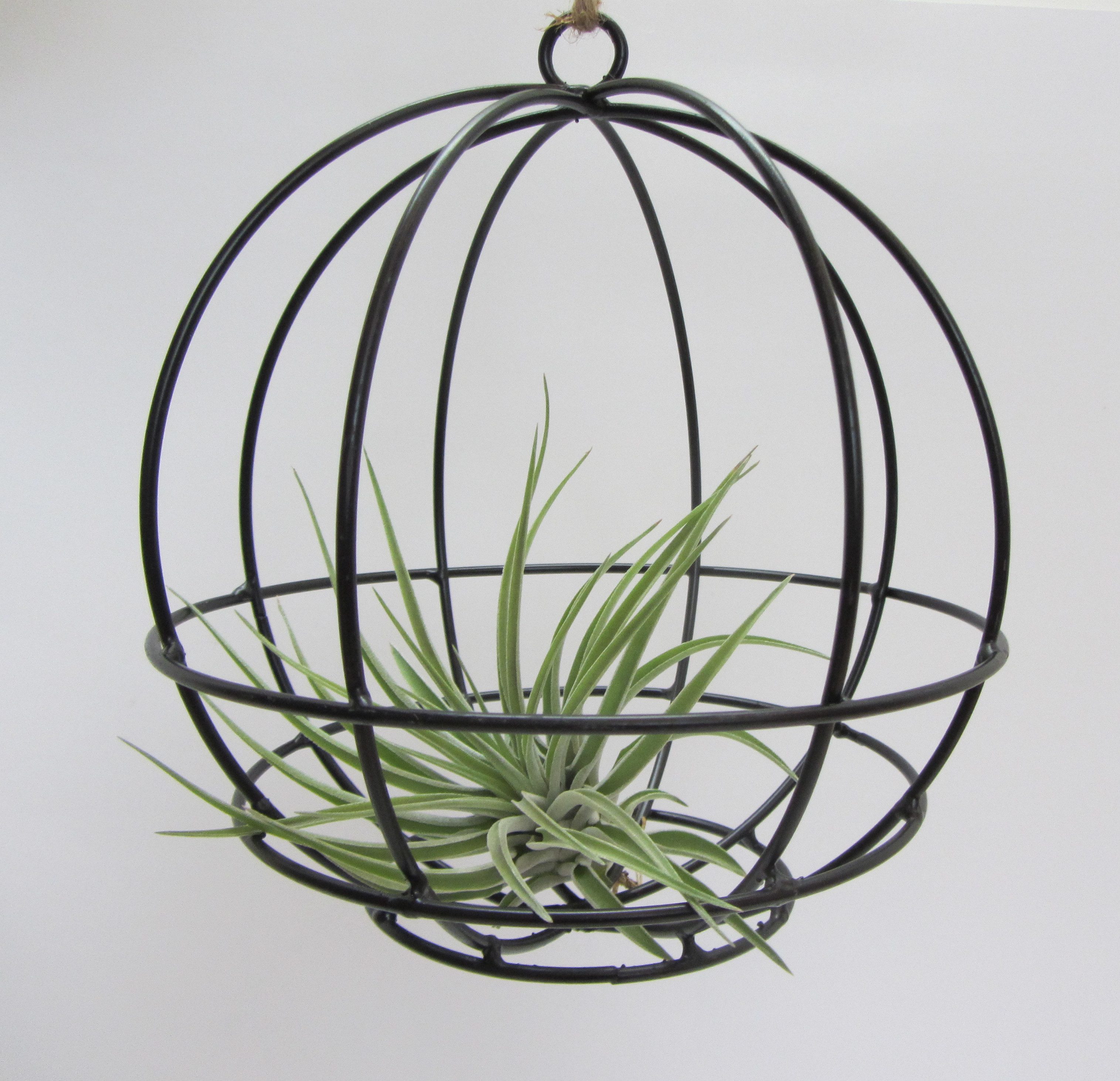 meinvipshop Hängedekoration Hanging Ball mit Tillandsie Oxana