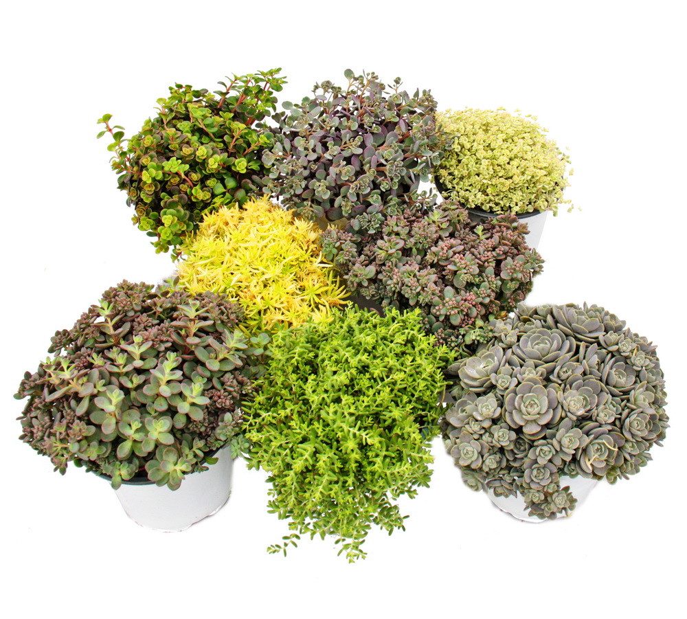 Exotenherz Beetpflanze 8 Winterharte Sedum-Pflanzen Fetthenne abwechslungsr günstig online kaufen