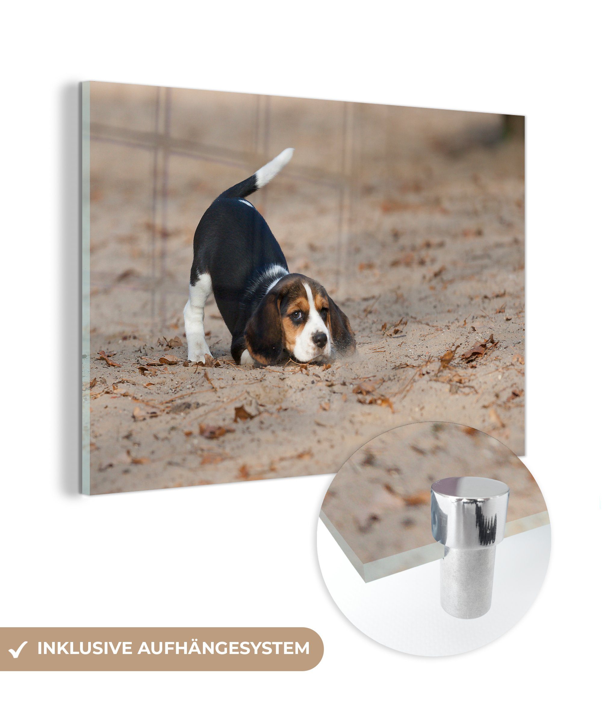 MuchoWow Acrylglasbild Ein junger Beagle-Welpe spielt im Sand, (1 St), Acrylglasbilder Wohnzimmer & Schlafzimmer