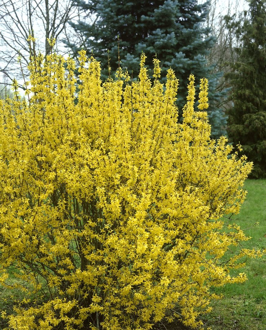 Pflanzen für Dich Gehölze Forsythia intermedia Goldrausch, 1 St., Forsythie, Goldglöckchen, Goldflieder