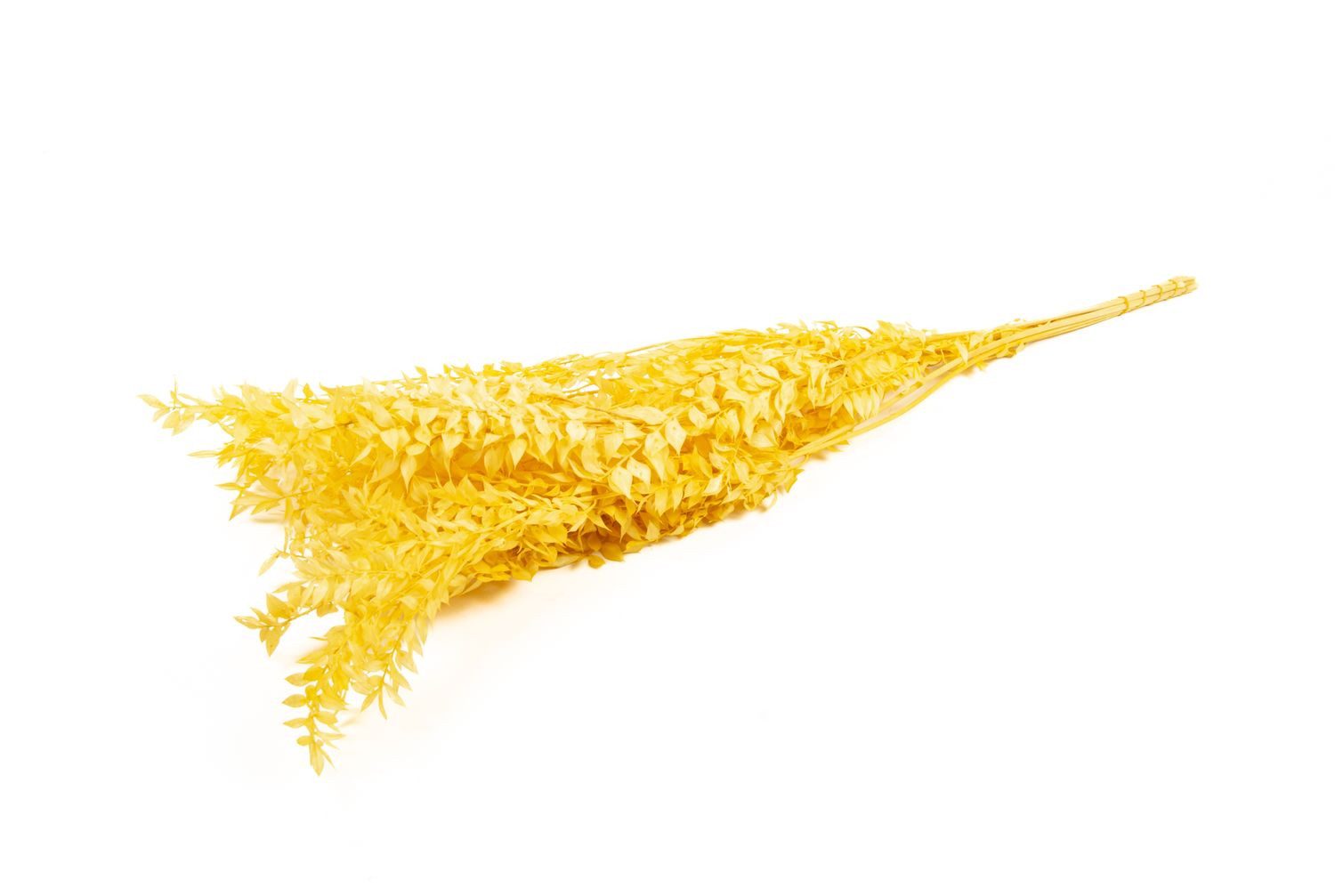 Trockenblume Ruscus Trockenzweige AGNIATA, gelb, 70-75cm, Ø17cm, INNA-Glas, Höhe 75.0 cm