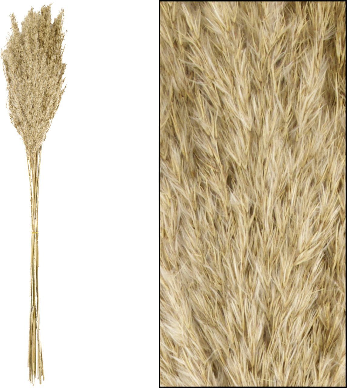 Kunstpflanze Dijk Schilfrohrfeder Wild natur 75 cm, DIJK