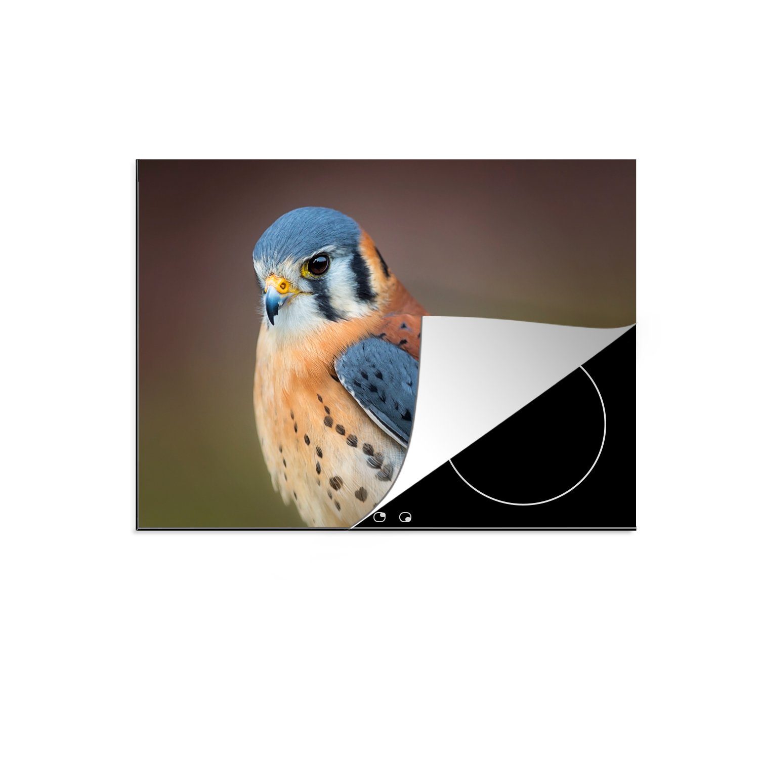 MuchoWow Herdblende-/Abdeckplatte Schutz die Induktionskochfeld küche, Makro Vinyl, 71x52 cm, - Ceranfeldabdeckung tlg), für Vogel Blau, (1 