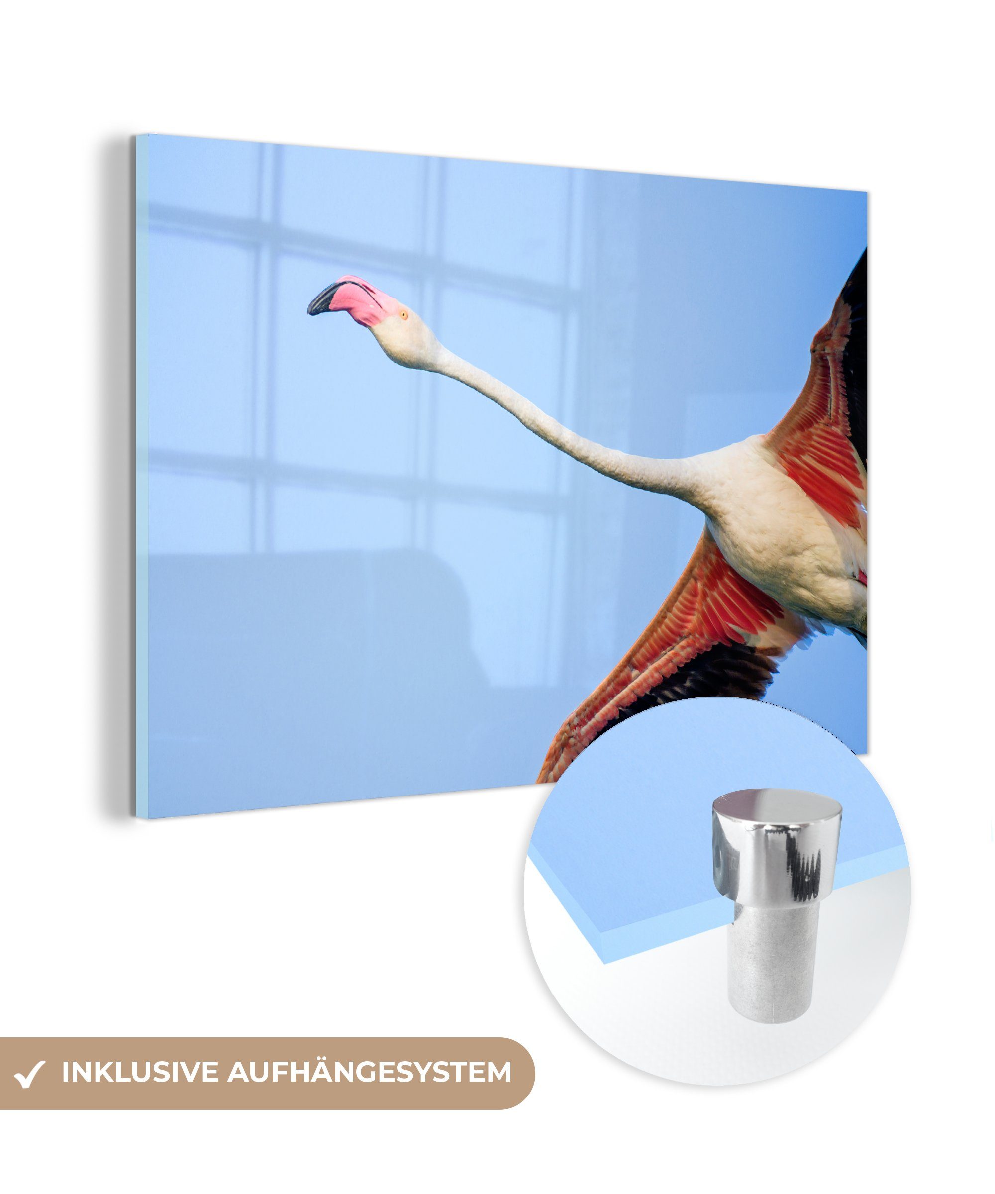 MuchoWow Acrylglasbild Ansicht eines fliegenden Flamingos von unten, (1 St), Acrylglasbilder Wohnzimmer & Schlafzimmer
