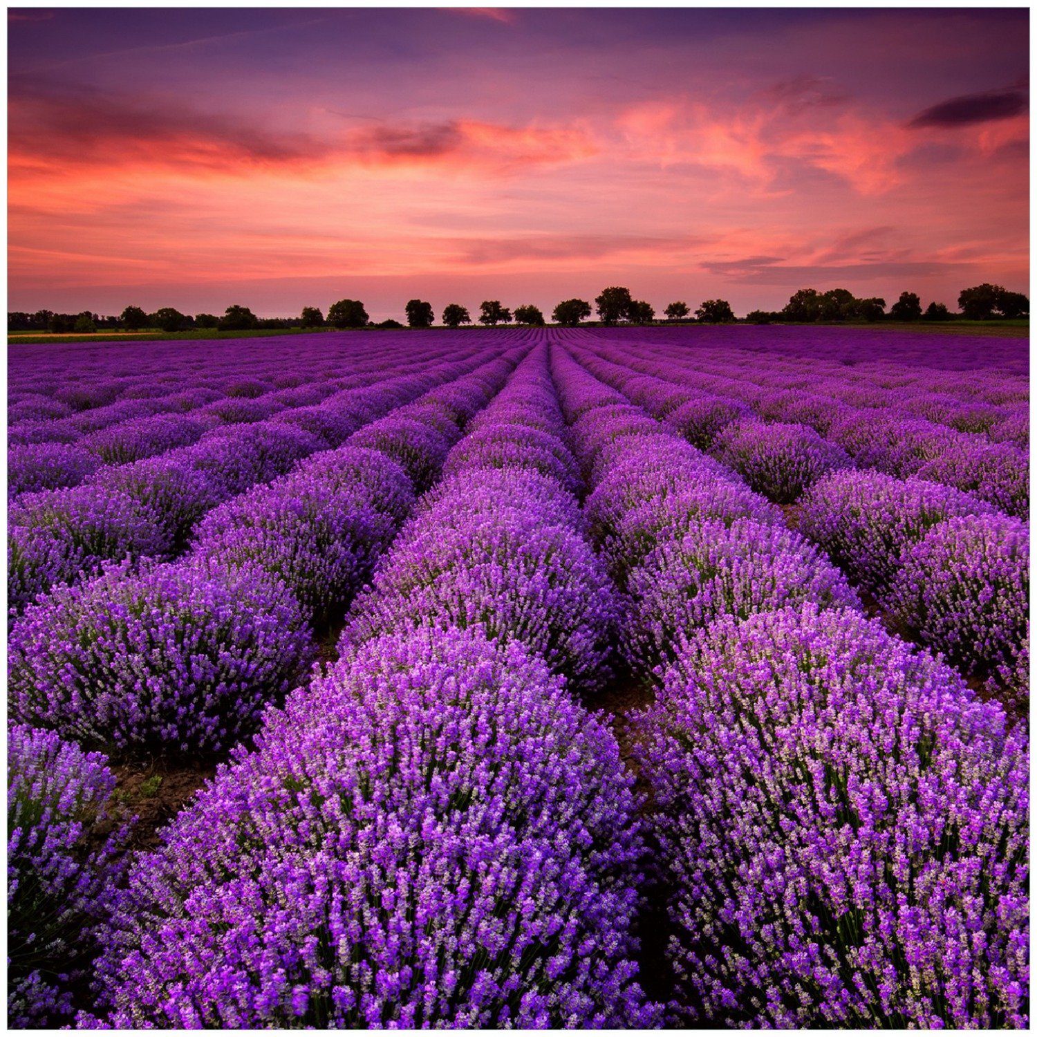 Wallario Memoboard Lavendelfeld unter rotem Himmel