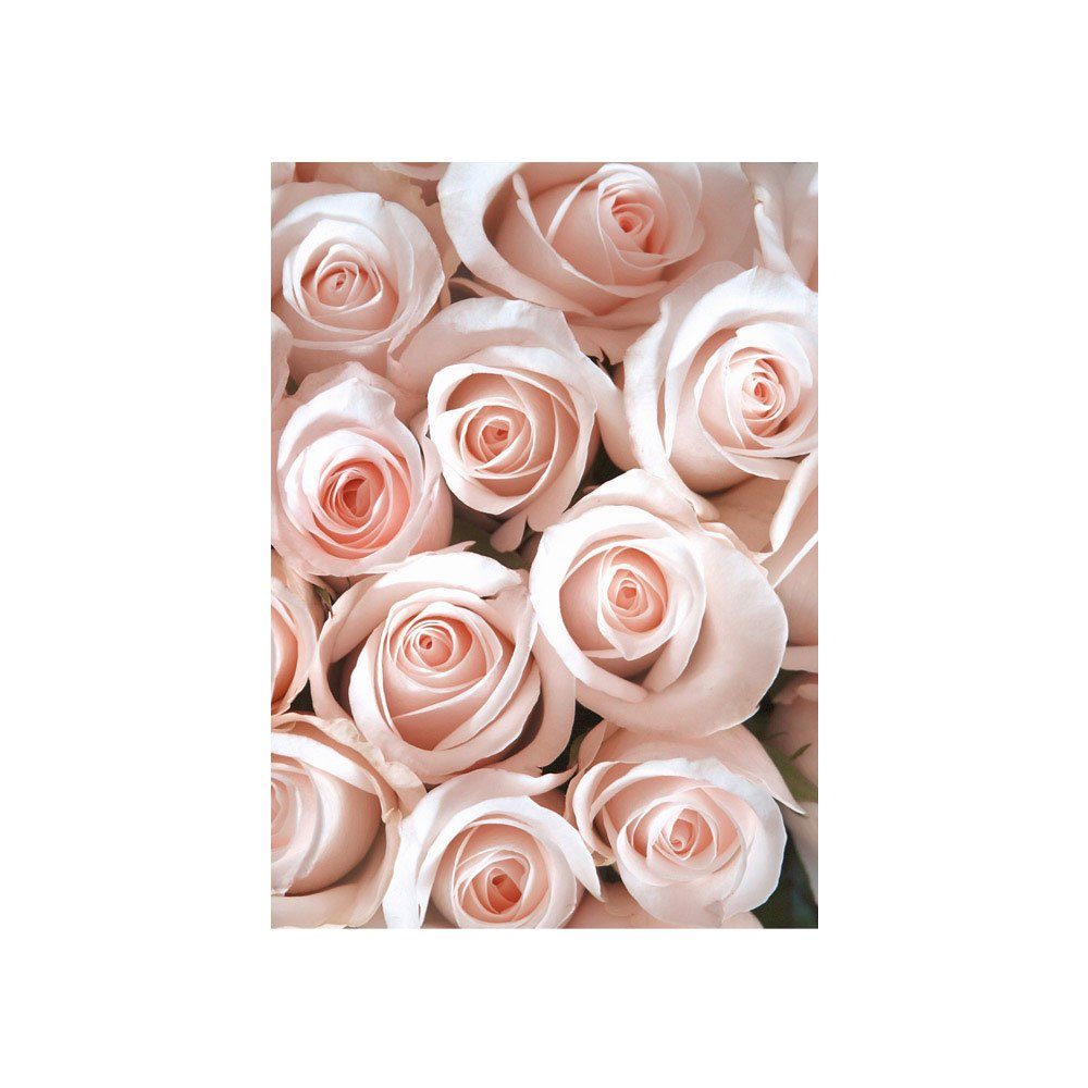Blüte Rosa Rose no. Fototapete liwwing Fototapete Liebe Blumen Love Natur liwwing Blumen Blüten 185,