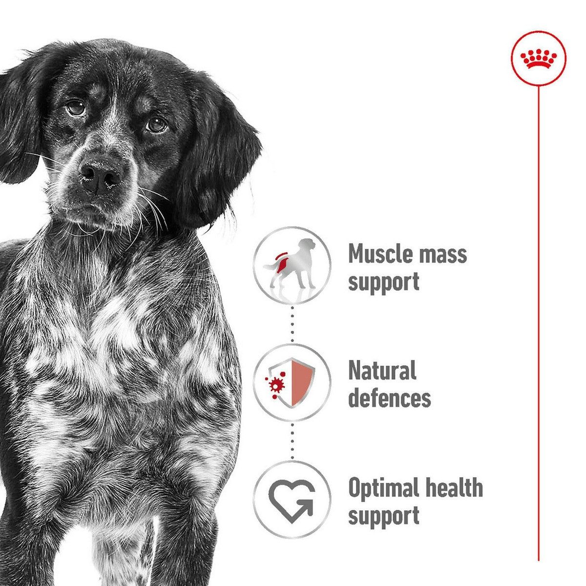 Royal Canin Medium Adult 4 kg, Trockenfutter für: Hund – Bild 3 von 4