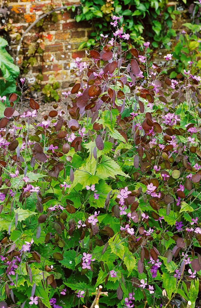 Pflanzen für Dich Staude Lunaria rediviva, 1 St., Ausdauerndes Silberblatt, Wildes Silberblatt, Mondviole