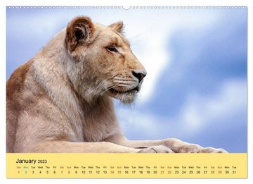 CALVENDO Wandkalender Just Big Cats (Premium-Calendar 2023 DIN A2 Landscape)
