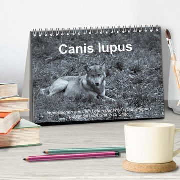 CALVENDO Wandkalender Canis lupus (Tischkalender 2025 DIN A5 quer), CALVENDO Monatskalender