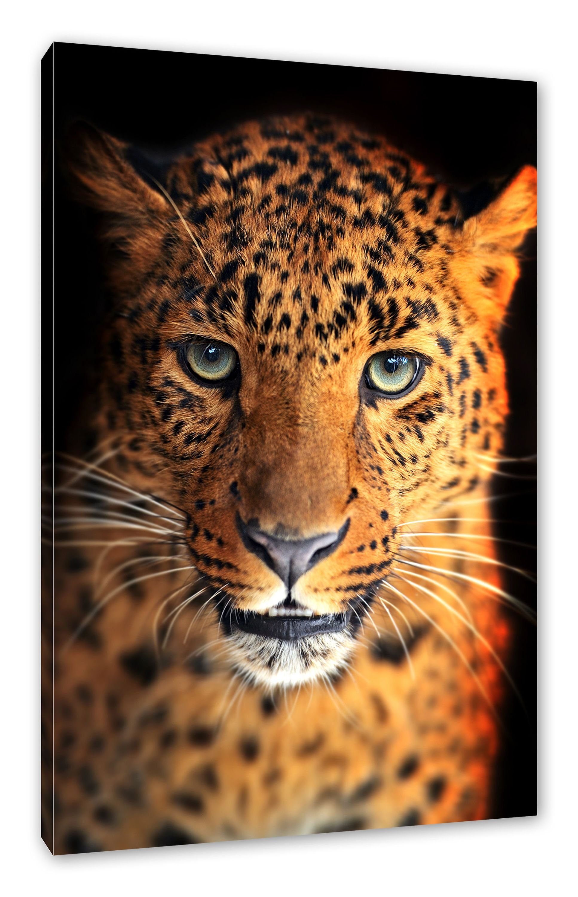 Pixxprint Stolzer Leopard, Stolzer Leopard Leinwandbild Leinwandbild inkl. St), fertig Zackenaufhänger bespannt, (1