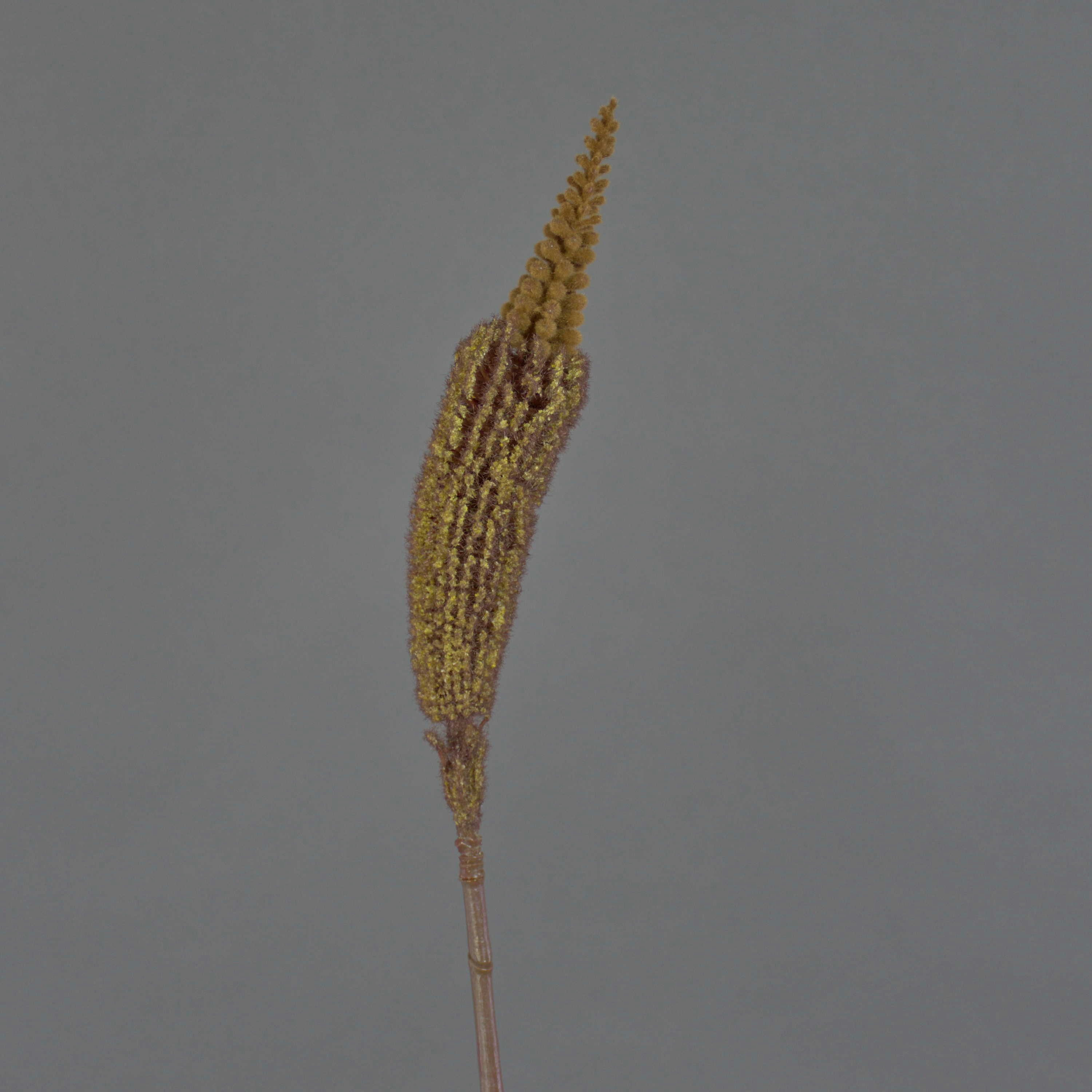 Kunstblume Künstliche Blume Bulbinella TALUNA, Hellbraun, 65cm, Ø 6cm Bulbinella, artplants, Höhe 65.0 cm