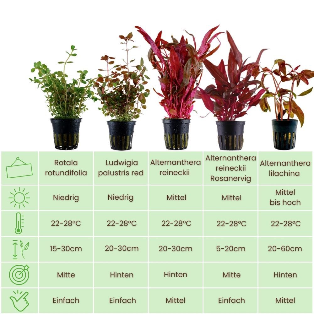 Aquaone Wasserpflanze 'Buntes' Set mit 5 Pflanzen Aquariumpflanzen Nr.224 günstig online kaufen