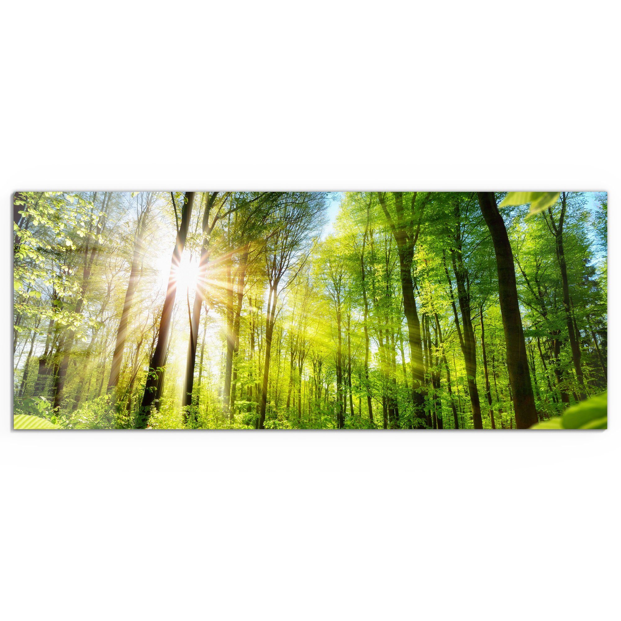 DEQORI Glasbild 'Licht durchdringt Bäume', 'Licht günstig online kaufen