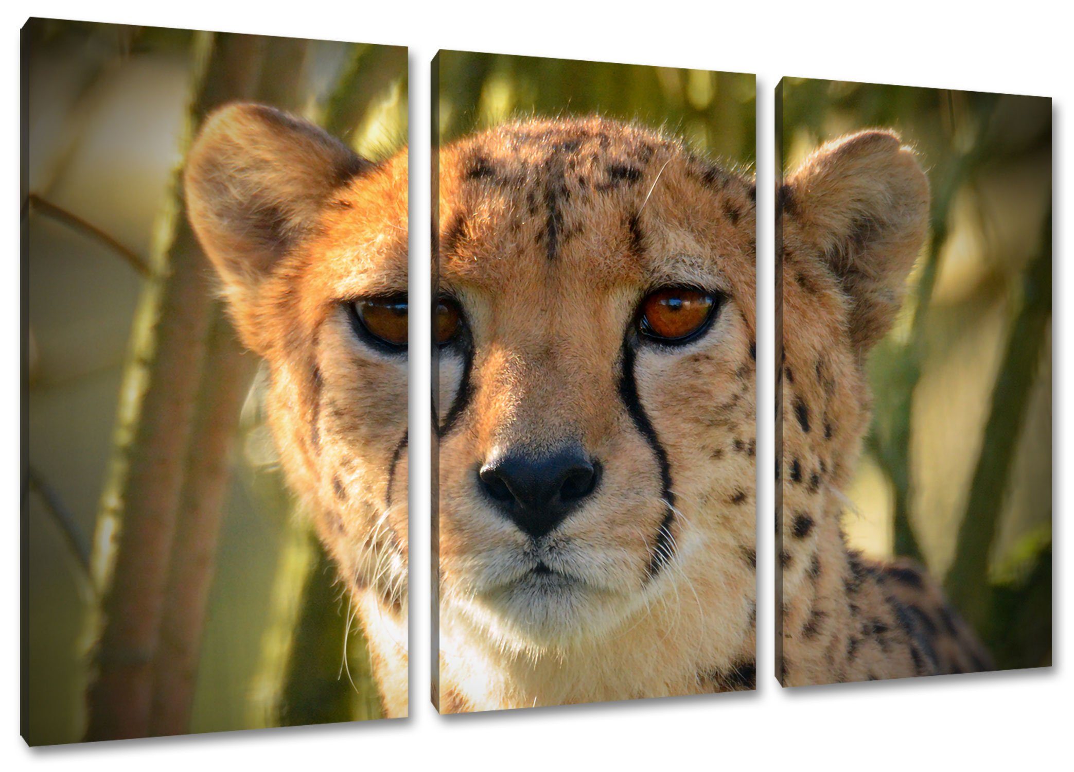 Pixxprint Leinwandbild junger Gepard im Dschungel, junger Gepard im Dschungel 3Teiler (120x80cm) (1 St), Leinwandbild fertig bespannt, inkl. Zackenaufhänger | Leinwandbilder