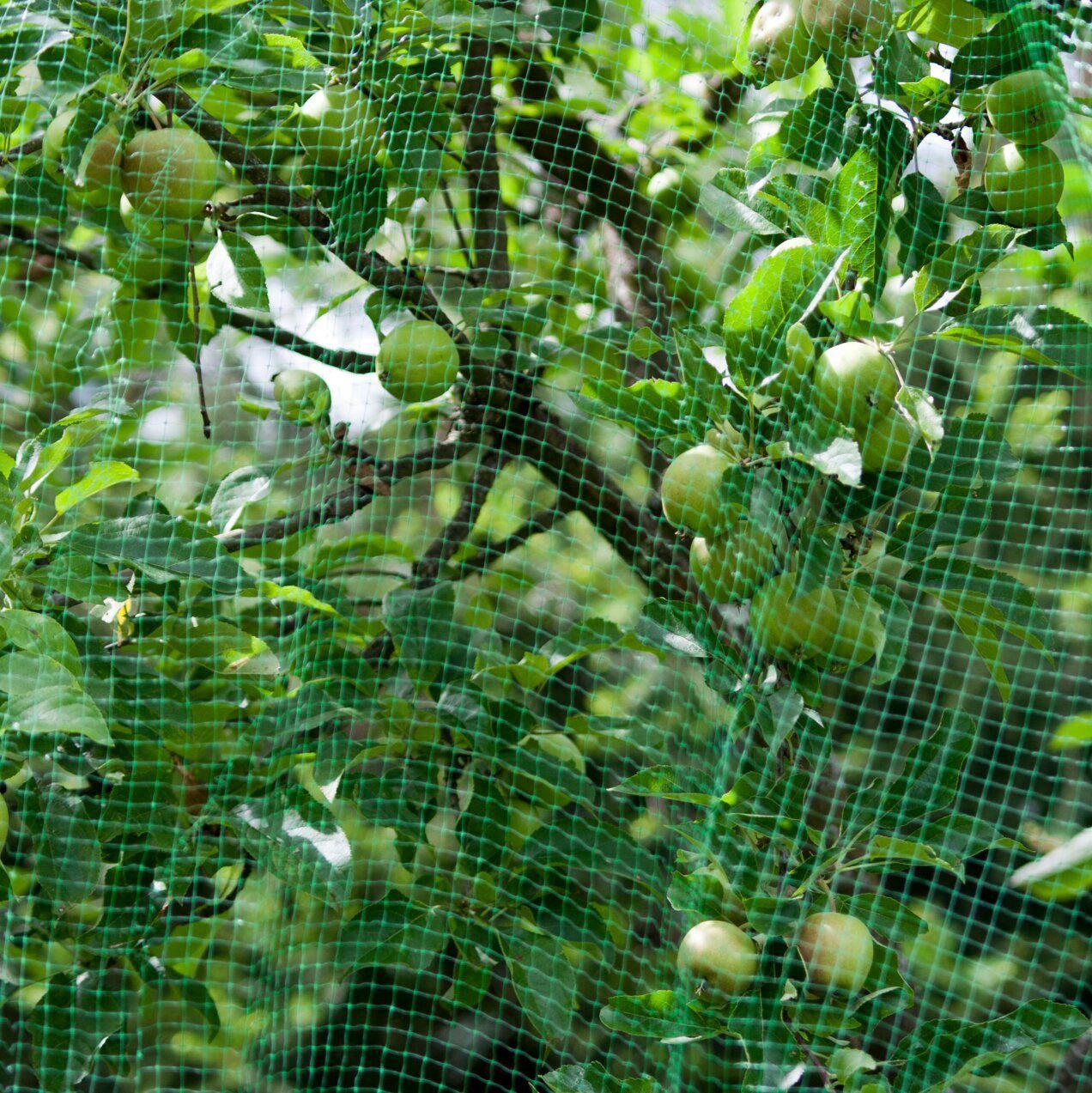 Windhager Schutznetz ORTONET, BxL: 2x10 m, Vogelschutznetz