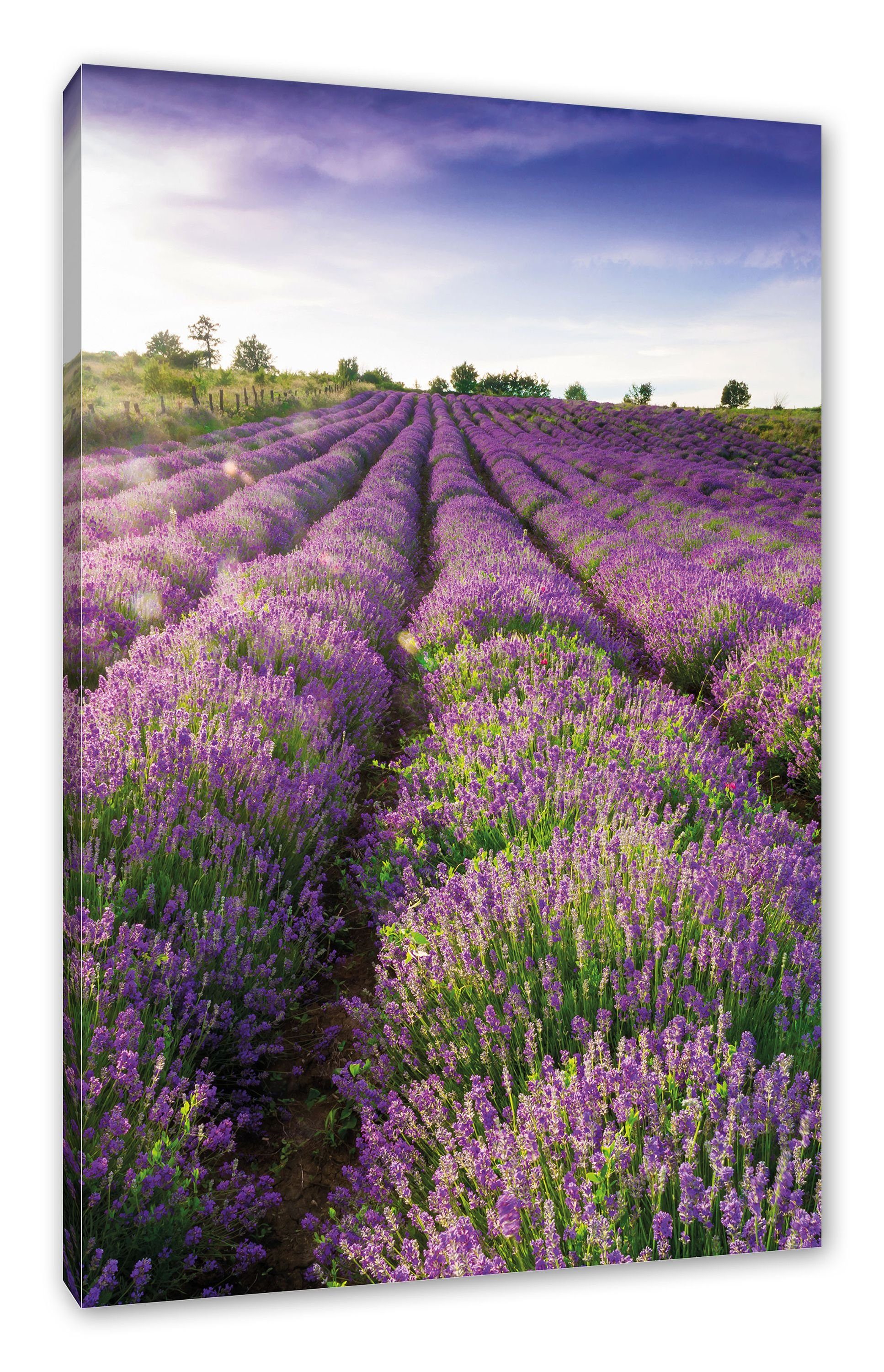 Provence inkl. bespannt, Leinwandbild Zackenaufhänger Leinwandbild Pixxprint Lavendelfeld (1 St), fertig Provence, Lavendelfeld