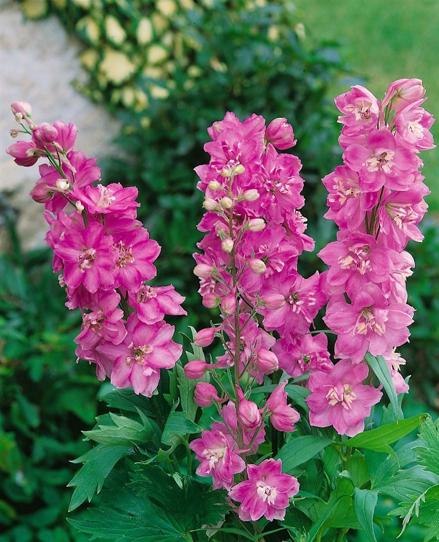 Pflanzen für Dich Staude Delphinium Pacific Astolat, 1 St., Rittersporn