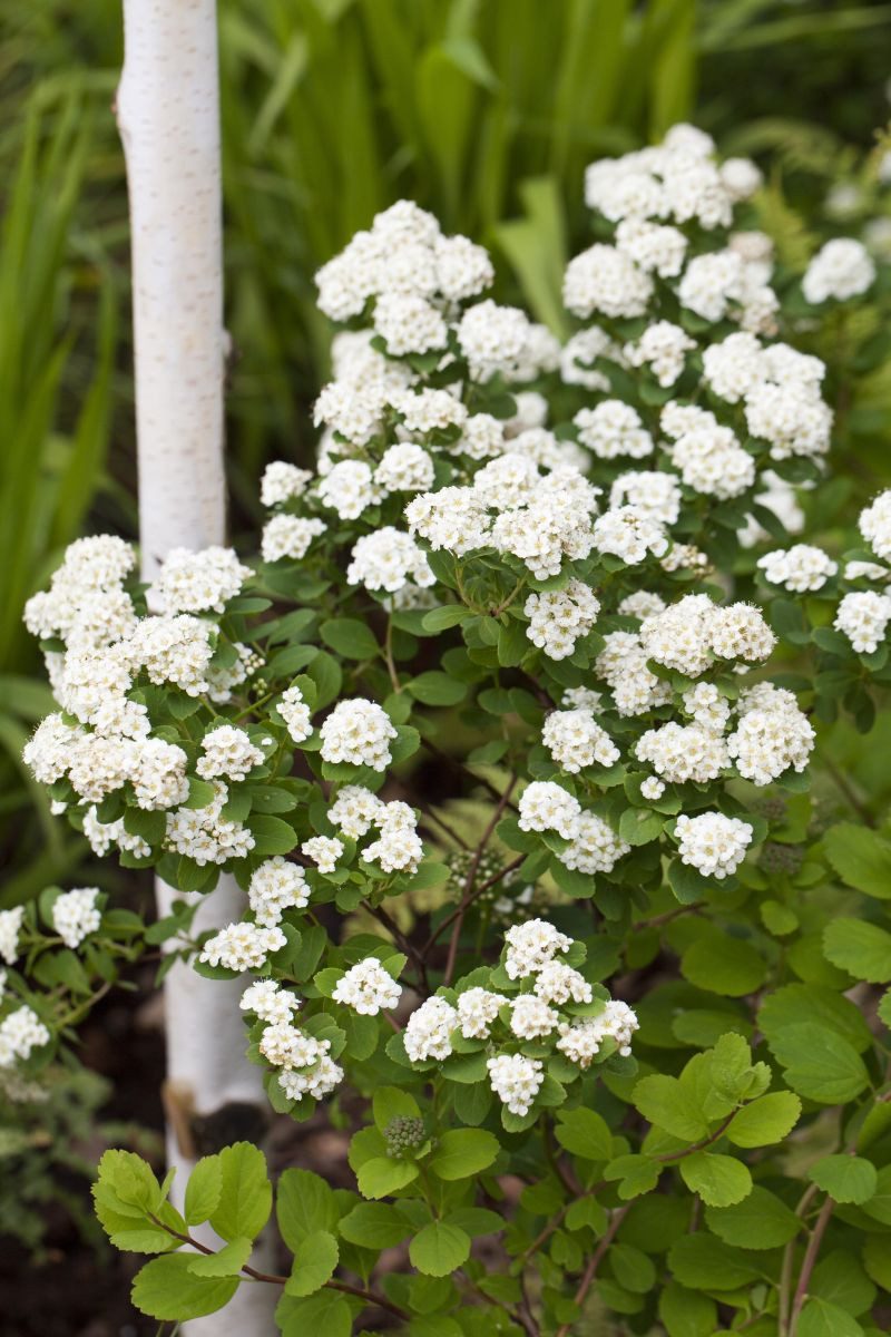 Garten von Ehren Hecken Spiraea vanhouttei Containerware 40-60 cm hoch