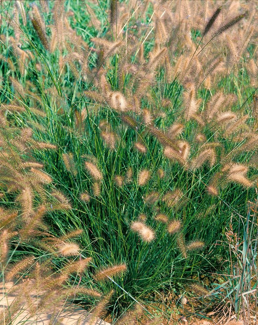 Pflanzen für Dich Gräser Pennisetum alopec. Herbstzauber, 1 St., Lampenputzergras, Federborstengras, herbstblühend, ziergras