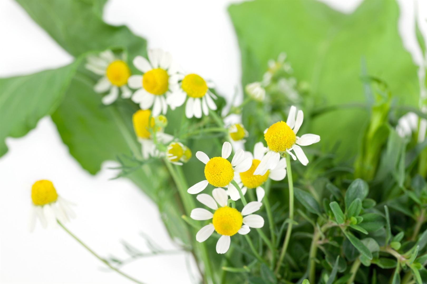 Pflanzen für Dich Staude Matricaria recutita, 1 St., Echte Kamille, Kamille günstig online kaufen