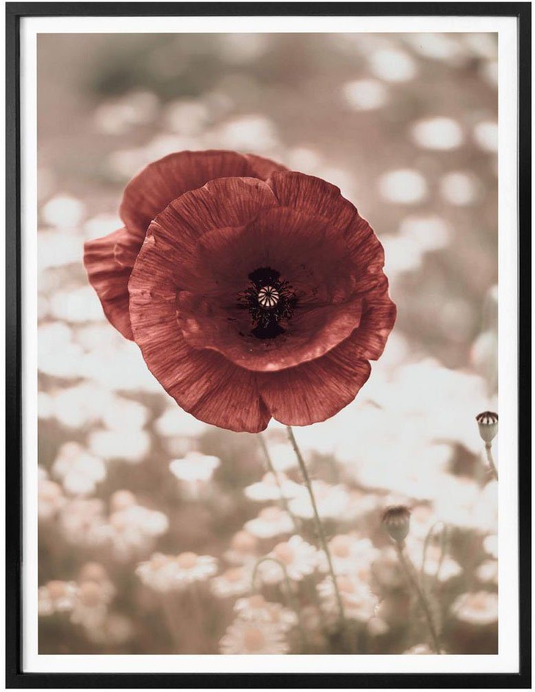 Portrait, Mohnblumen Blumen (1 Poster St) Wall-Art