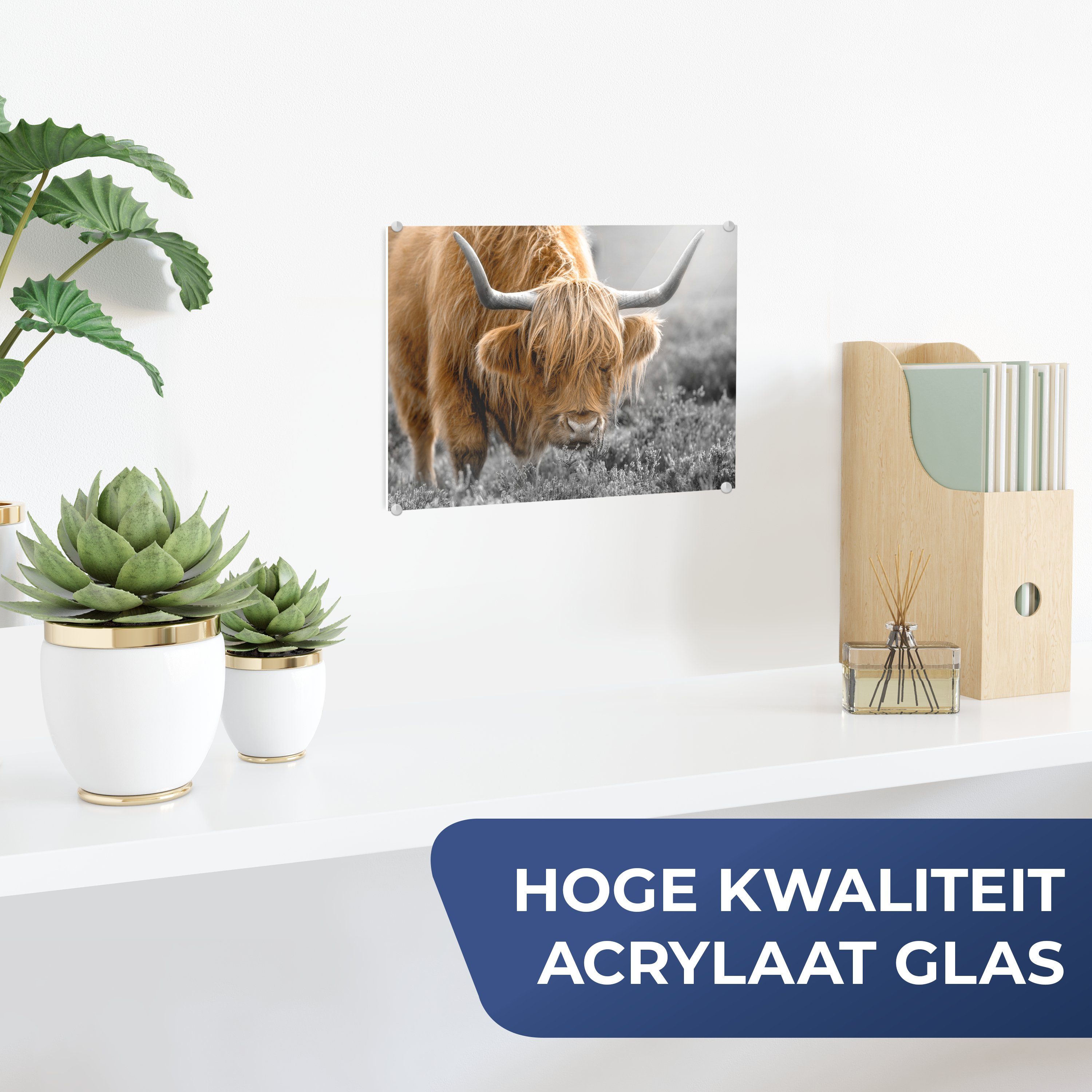 MuchoWow Acrylglasbild Schottischer Highlander - Tiere günstig online kaufen