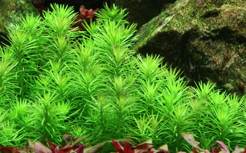 Aquaone Wasserpflanze Aquarium Pflanze Pogostemon deccanensis Tropica Nr.053F