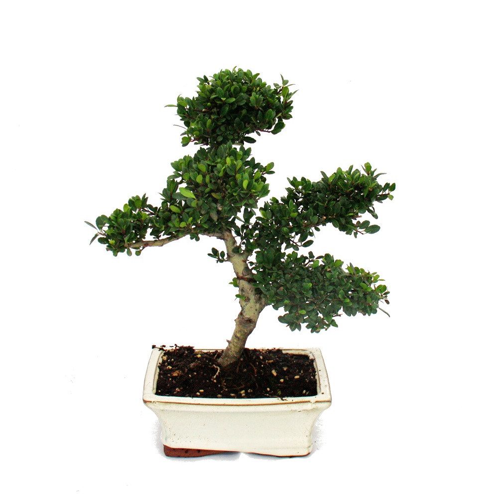 Exotenherz Zimmerpflanze Bonsai Ilex crenata ca. 6 Jahre