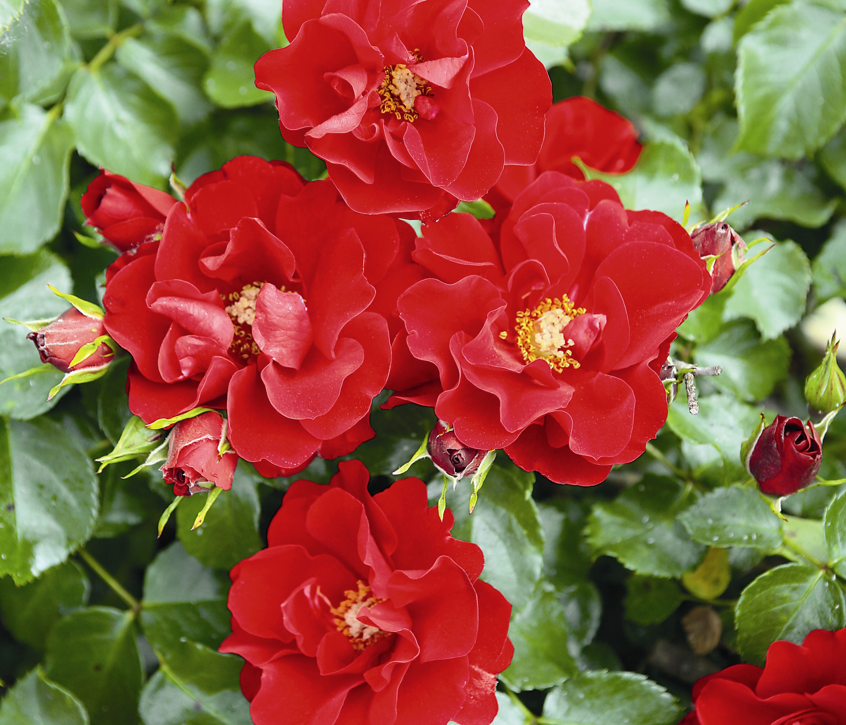 Dehner Rose Bodendeckerrose Matador®, rote halbgefüllte Blüten, nicht duftende Rose, Züchter Tantau