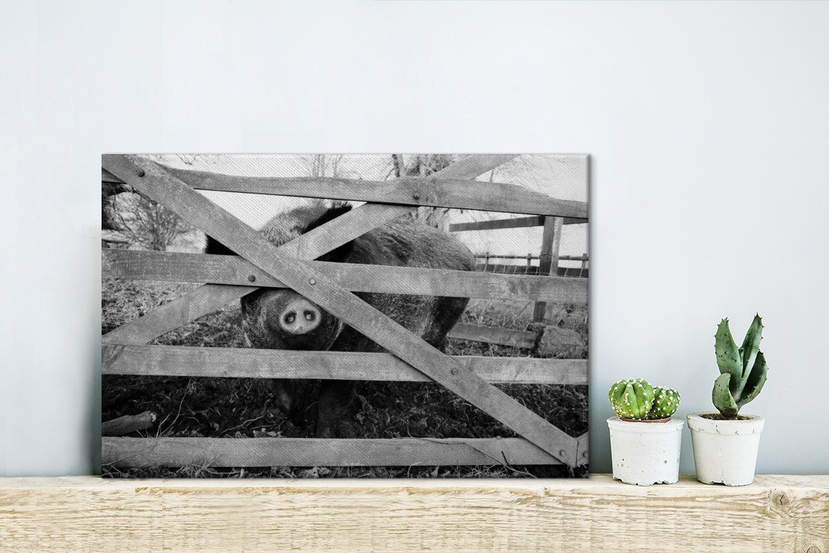 OneMillionCanvasses® Aufhängefertig, weiß, St), hinter Leinwandbild Wanddeko, Wandbild schwarz - und 30x20 Leinwandbilder, (1 einem cm Schwein Zaun