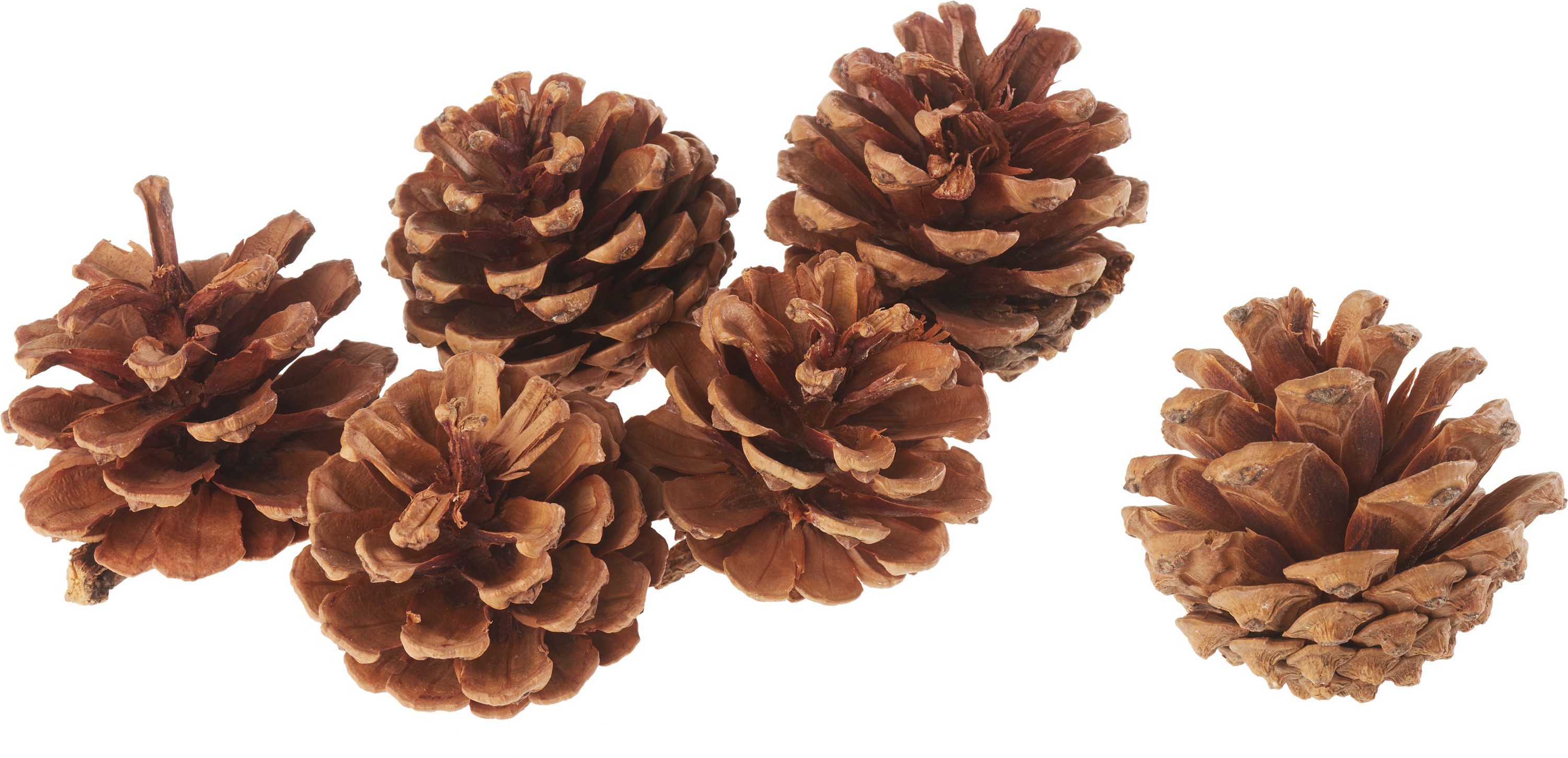 Bastelnaturmaterial Tannenzapfen, naturbelassen, Ø 5-6 cm, 6 Stück