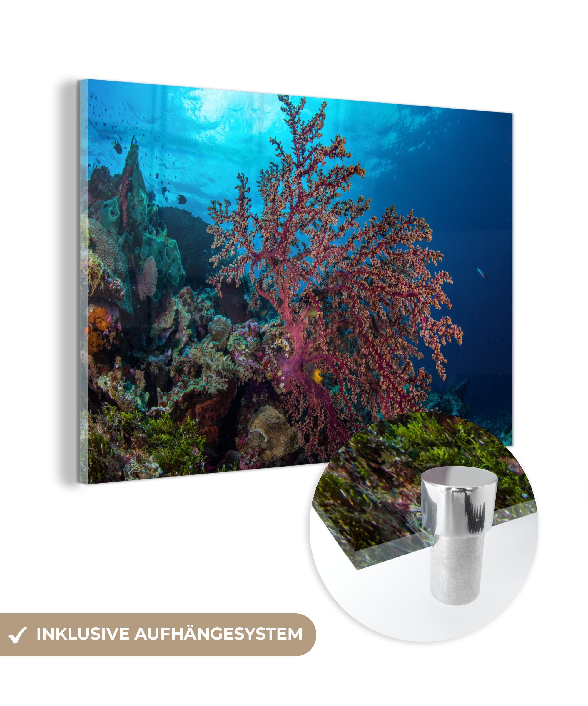 MuchoWow Acrylglasbild Nahaufnahme einer Koralle im Wakatobi-Nationalpark, (1 St), Acrylglasbilder Wohnzimmer & Schlafzimmer