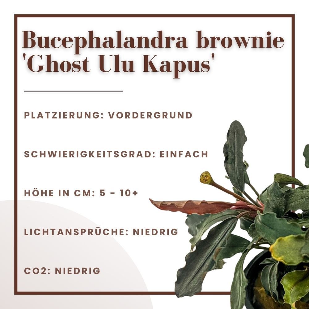 Aquaone Wasserpflanze Aquariumpflanze Bucephalandra brownie 'Ghost Ulu Kapus' Nr.339G – Bild 2 von 5