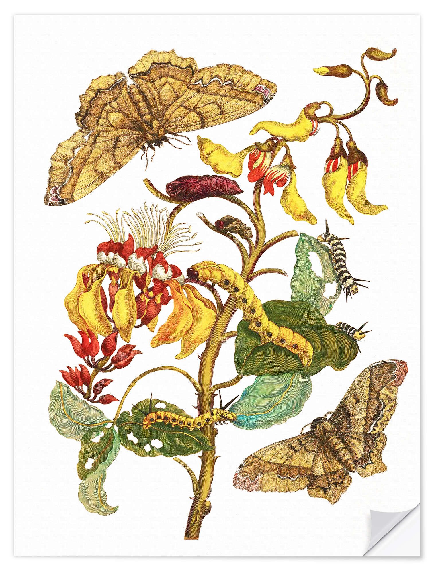 Posterlounge Wandfolie Maria Sibylla Merian, Korallenbaum und Seidenspinner, Malerei