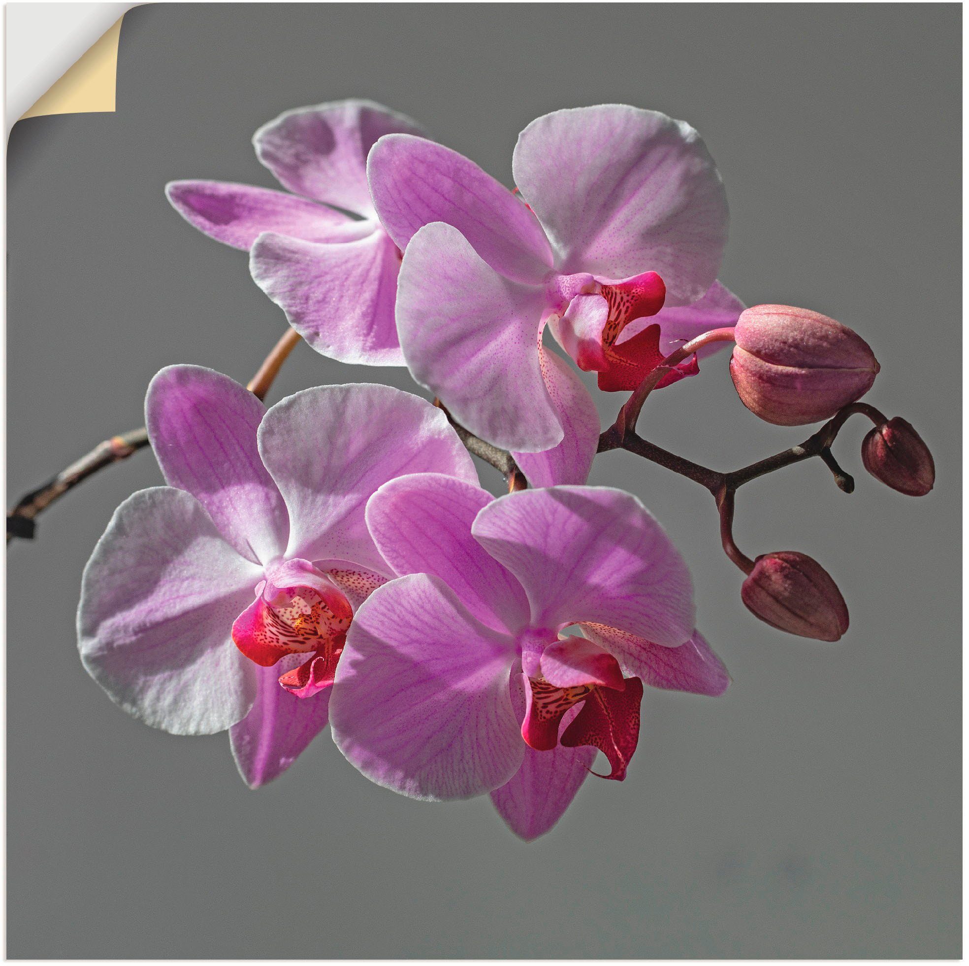 oder in (1 Alubild, Wandaufkleber Artland Poster Leinwandbild, Größen als Orchideentraum, versch. Blumen St), Wandbild