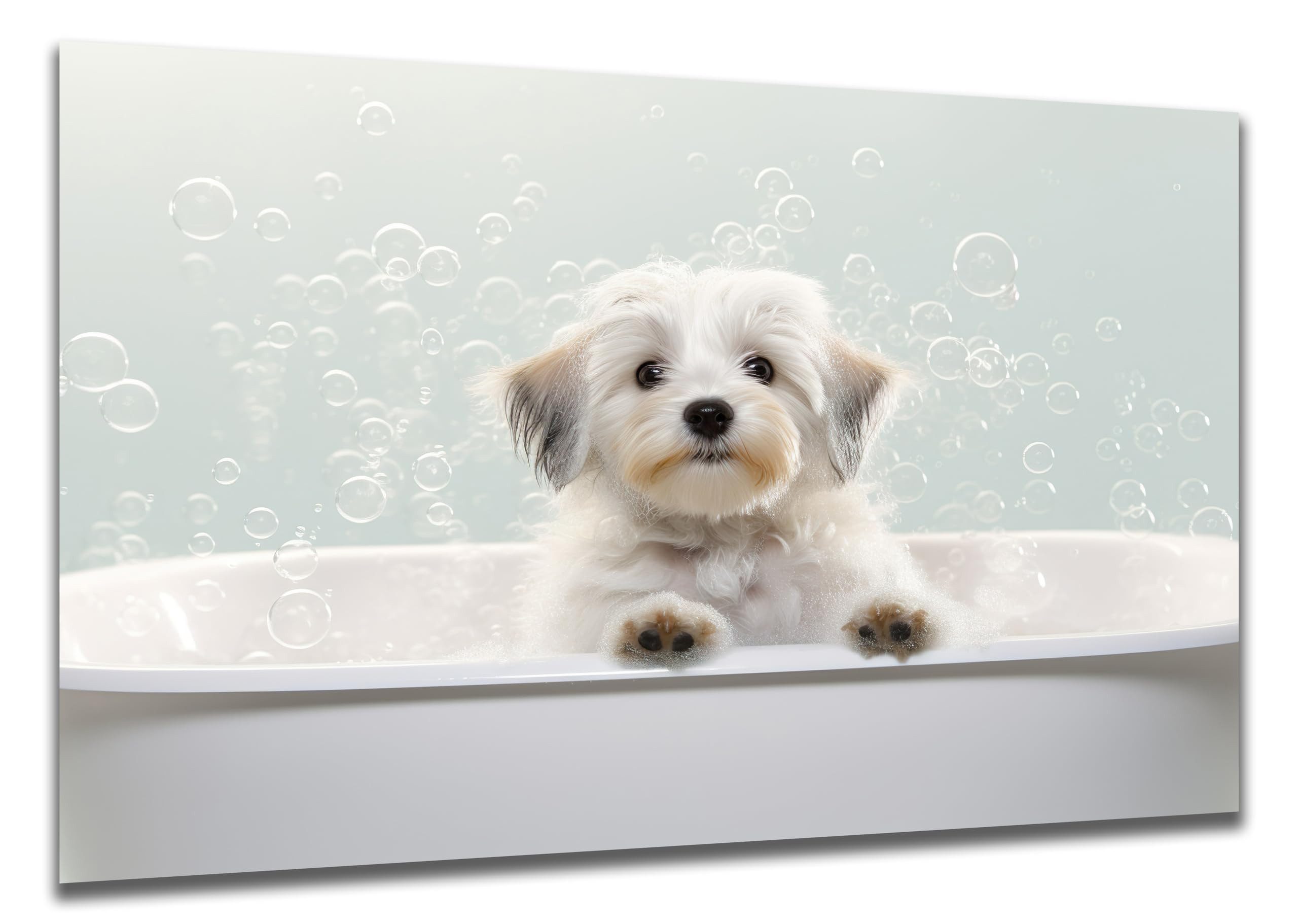 DARO Design Wandbild Welpen Badewanne Wandbilder Wand Deko Bilder Lustig Leinwandbild, (Hunde-Welpe Havaneser in der Badewanne - Bild groß Badezimmer Gäste-WC Flur Diele Einteilig Querformat Fotodruck Badezimmer-Humor Hunde), 70x50 cm