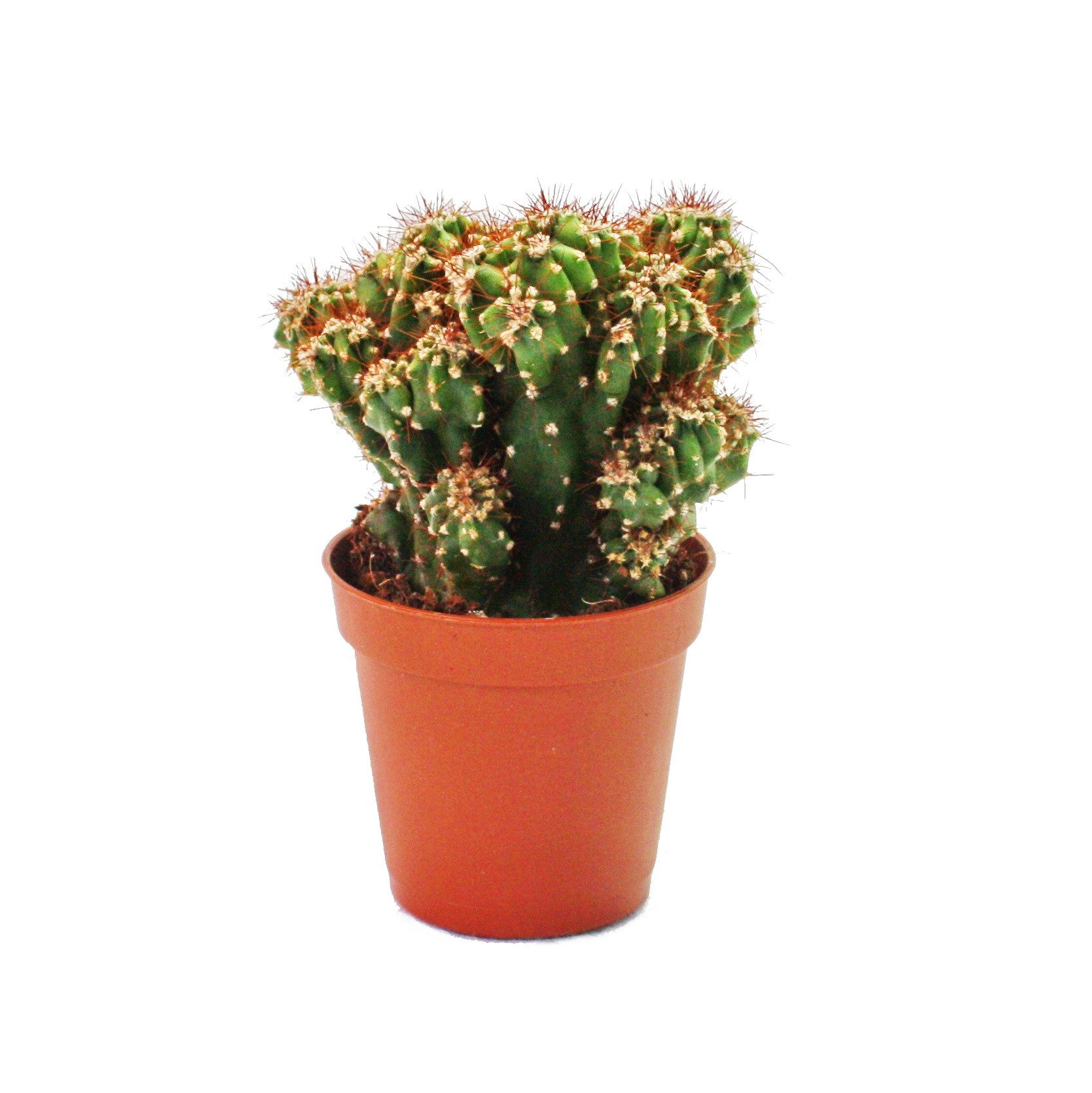 Kaktus Cereus peruvianus cristata - Felsenkaktus - im 5,5cm Topf