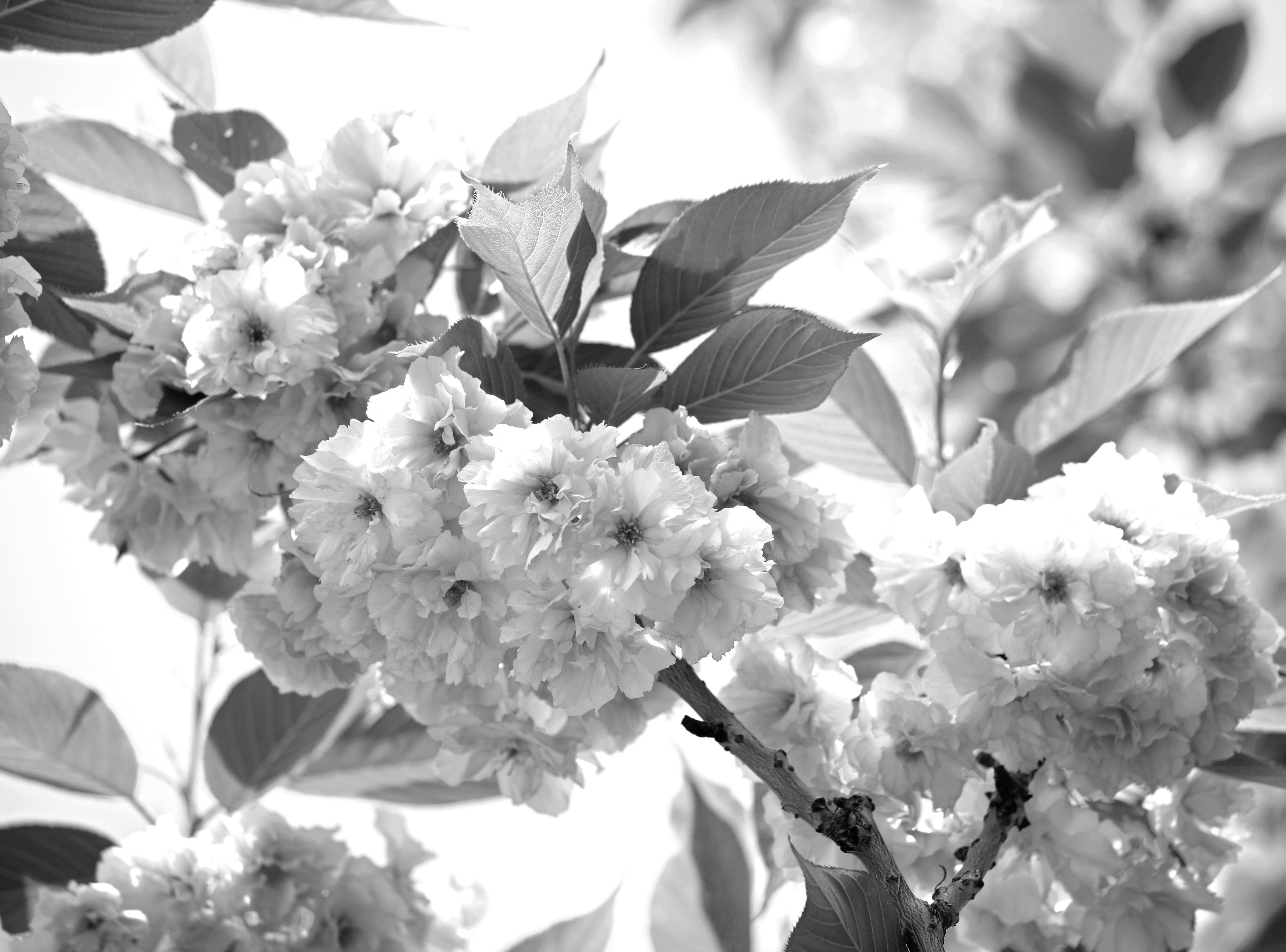 Papermoon Fototapete Weiß & Schwarz Blumen